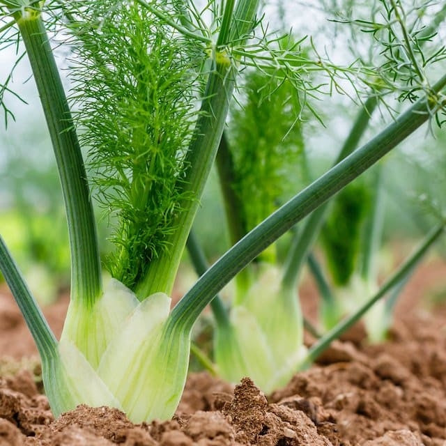 Florence Fennel