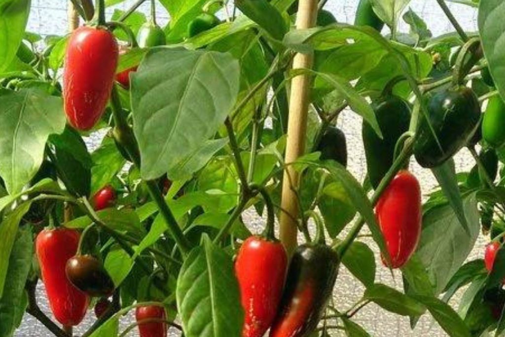 Pepper - TAM Jalapeno (Low Heat)