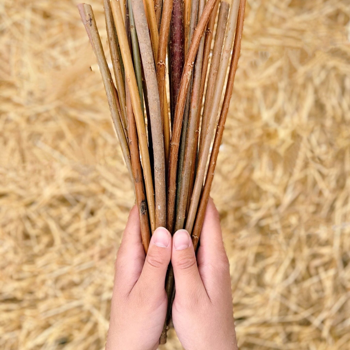 Fresh Black Willow Sticks - Pet Chews for Rabbit/Guinea Pig etc.