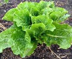 Romaine - 4 Pack