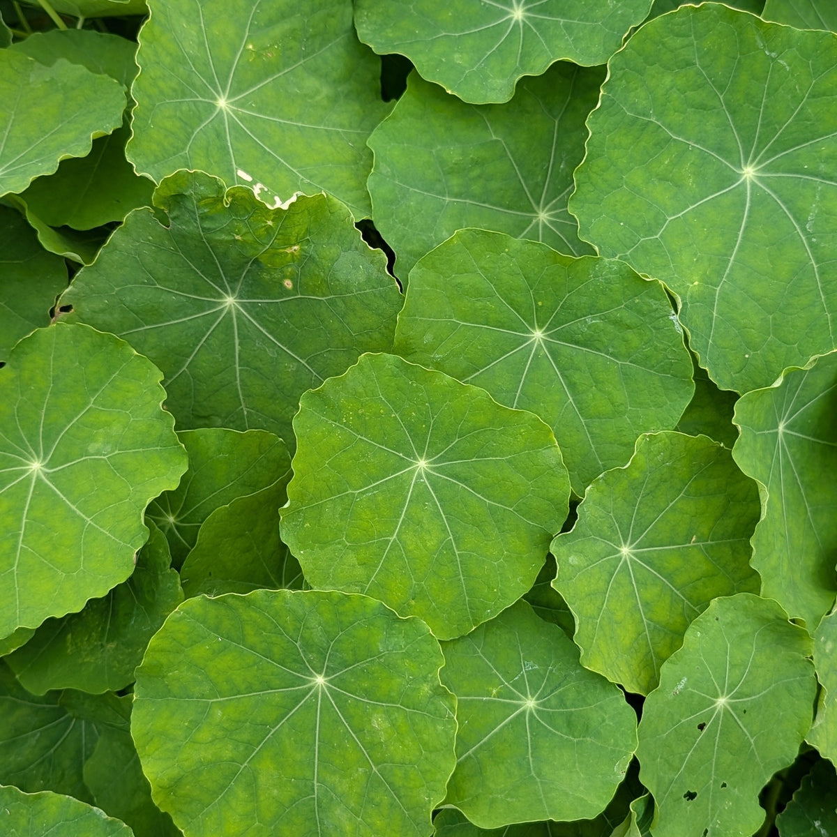 4oz Nasturtium Greens - Bright and Peppery, similar to Arugula