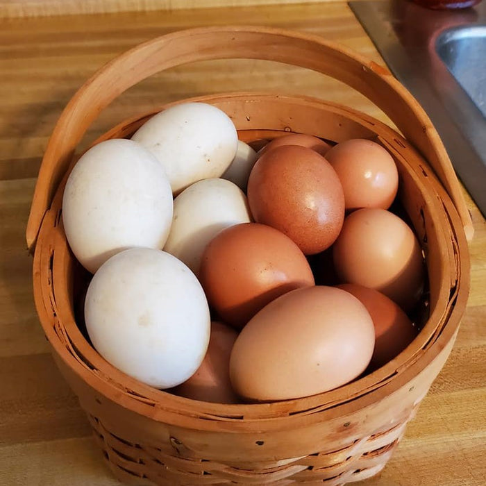 Chicken Eggs
