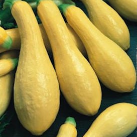 Squash - Amberpic Yellow Summer
