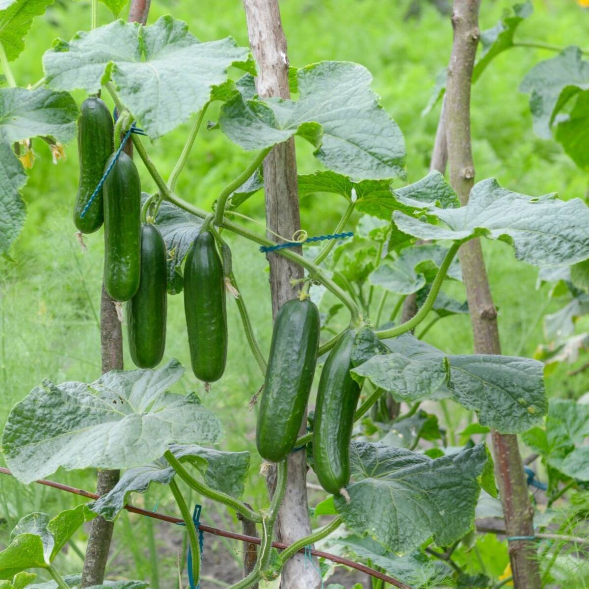 Muncher Cucumber - Burpless
