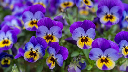 Viola Edible Flower - 4 Pack