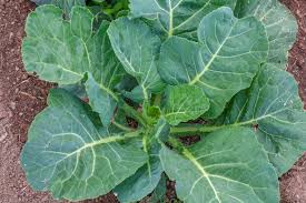 Collard Greens