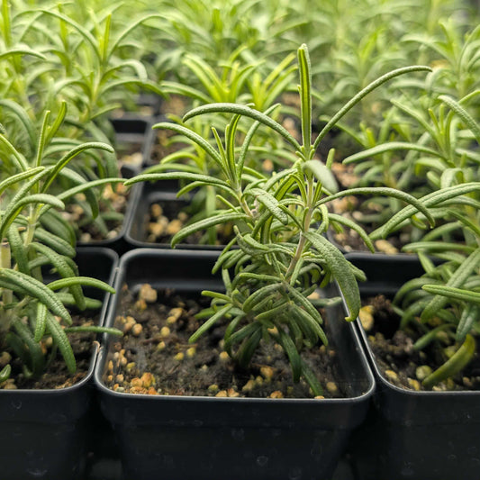 Rosemary Plant - 2.5" Pot