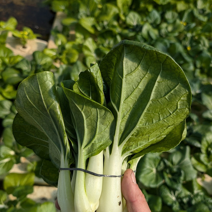 White Stem Bok Choy