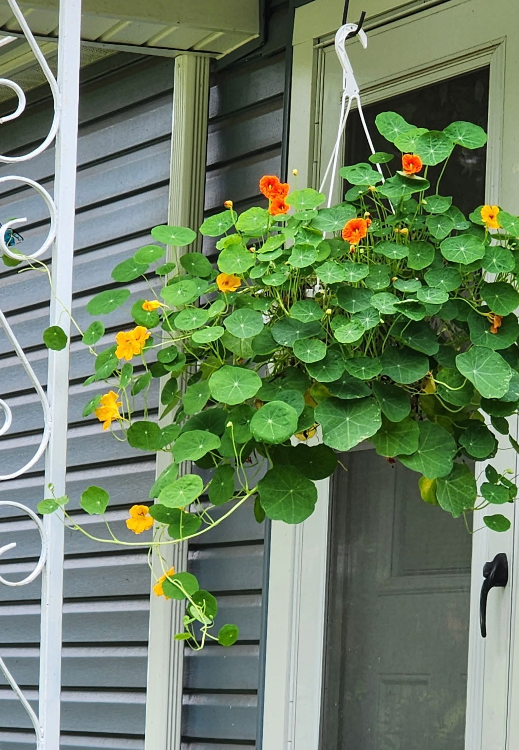 Mother's Day 12" Nasturtium Hanging Basket - Pollinator Friendly, Edible Flowers