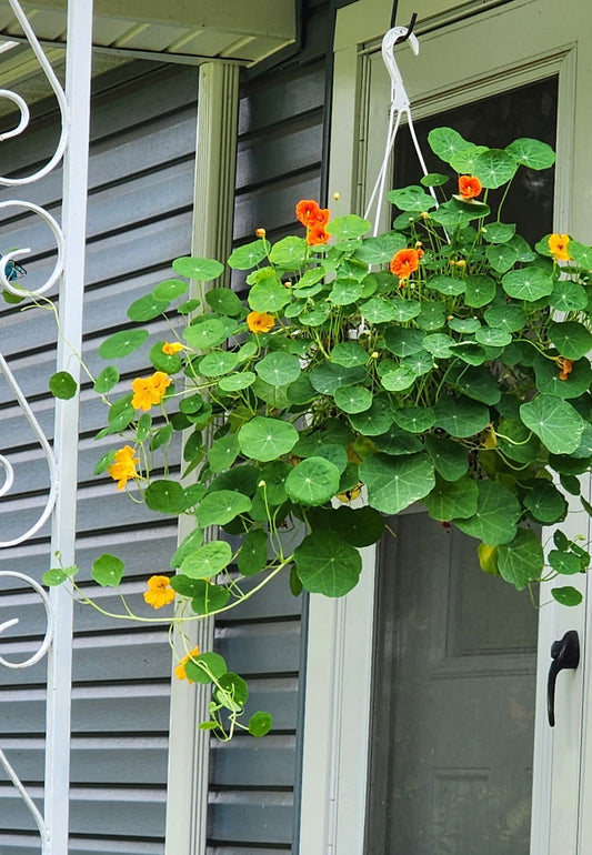Mother's Day 12" Nasturtium Hanging Basket - Pollinator Friendly, Edible Flowers