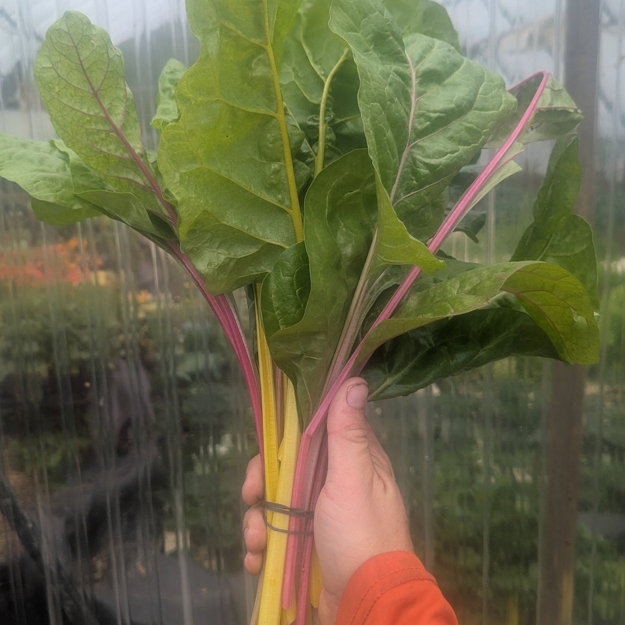 Fresh Greens