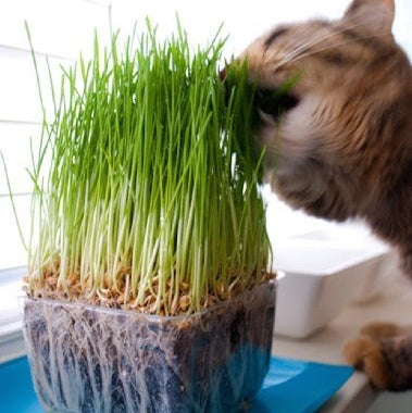 Catgrass/Wheatgrass 3.5" pot